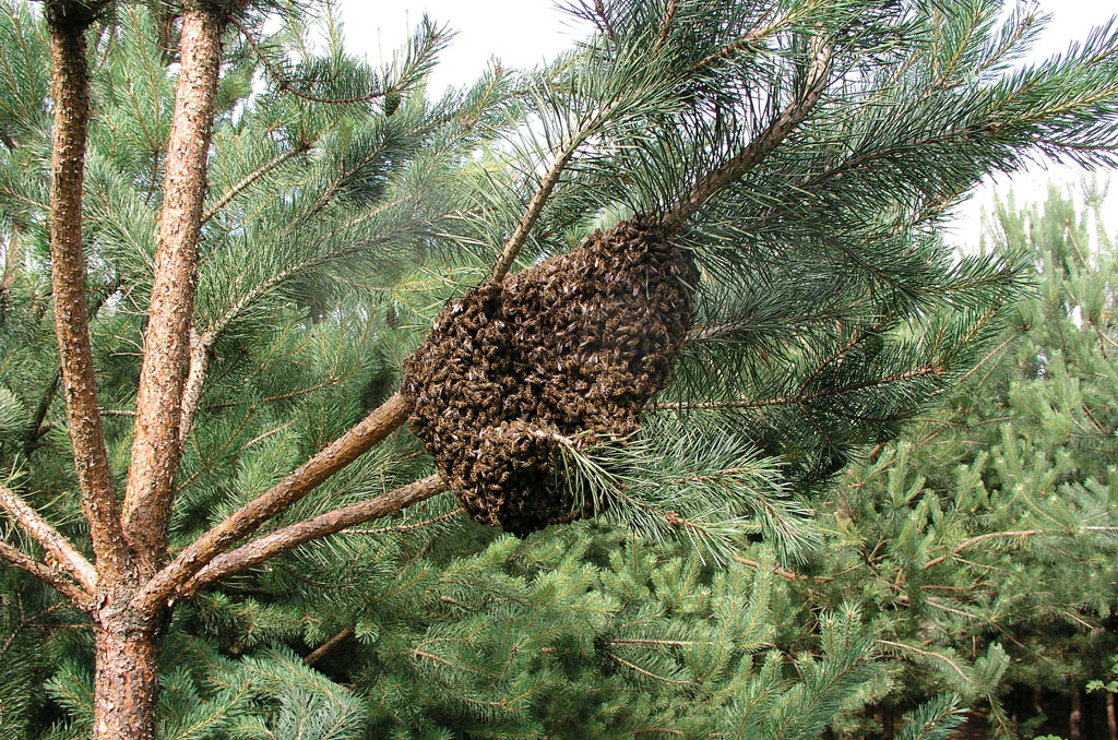 7. Dlaczego warroza ­potrafi zniszczyć rodzinę pszczelą mimo jej ­leczenia?